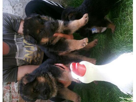 PoulaTo: λυκοσκυλο