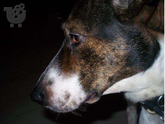 Ο τσινο ψαχνει σπιτι