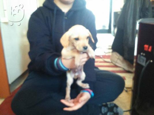 Χαριζονται 5 κουταβια ημιαιμα