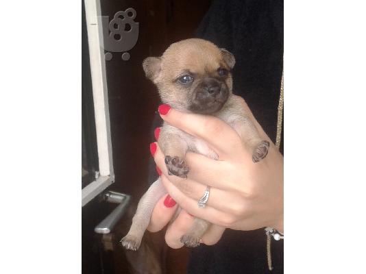 μικροσωμα chihuahua