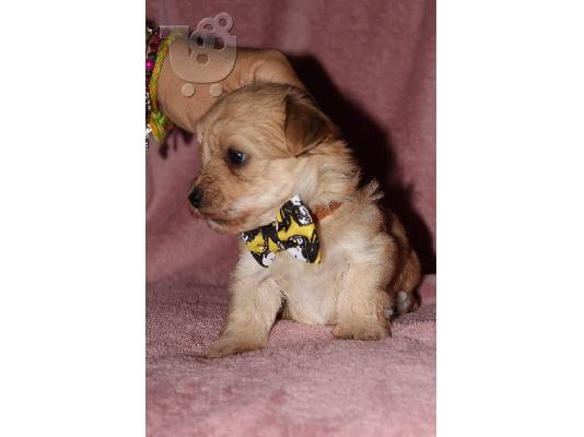 Havanese Bichon κουτάβια
