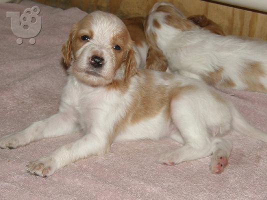 σεττερ καθαροαιμο