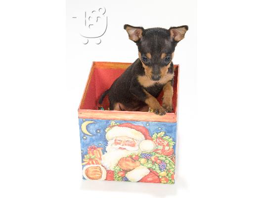 Pinscher Toy (το μικροτερο σκυλι που υπαρχει).
