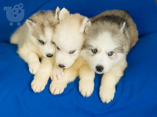 HUSKY SIBERIAN
