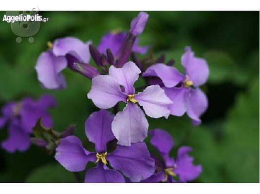 35 Σποροι Orychophragmus Violaceus