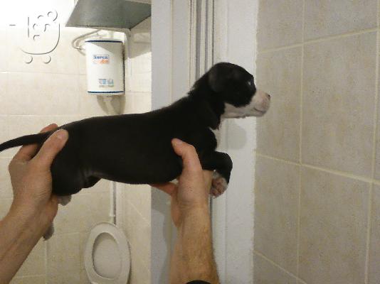 STAFFORDSHIRE bull terrier