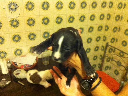 PIT BULL american staff