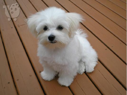 Morkie