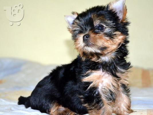 Πανέμορφα, Υγιέστατα κουταβάκια Yorkshire