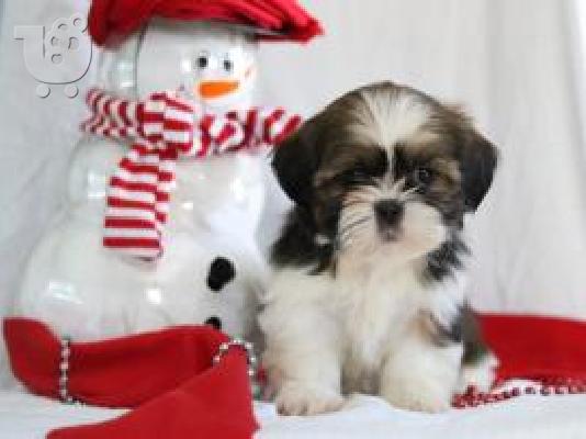 PoulaTo: Shih Tzu κουτάβια προς πώληση