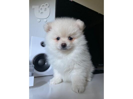Pomeranian όλα kc reg.
