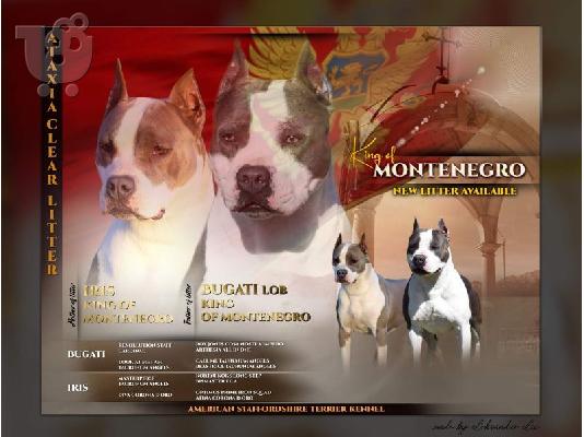 PoulaTo: Αμερικανικό τεριέ Staffordshire κουτάβια