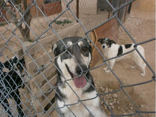 Χάσκι ημιαιμο χαριζεται