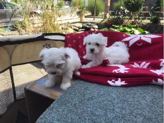 Πολύ χαριτωμένο bichon όλα τα εμβόλια που γίνονται, το...