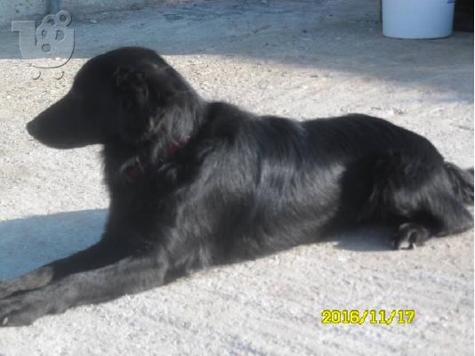 Μικροσωμο εβενινο σκυλακι ο Blacky!