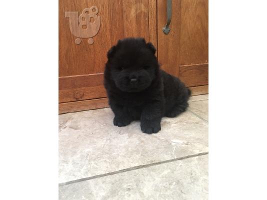 chow chow προς πώληση.