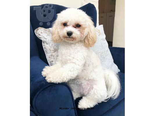 έτοιμη μορφή για άνδρες και γυναίκες Cavachon