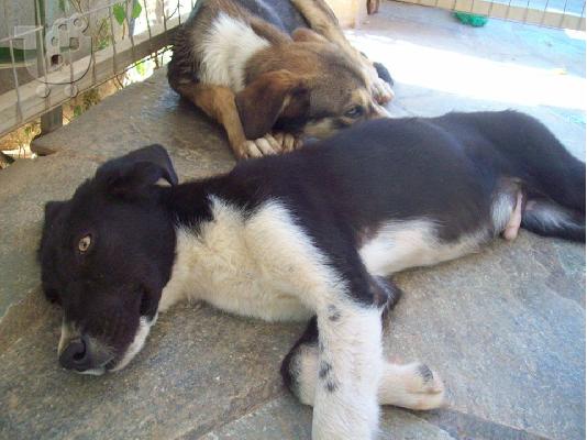 Νεαρα αγορακια ψαχνουν οικογενεια