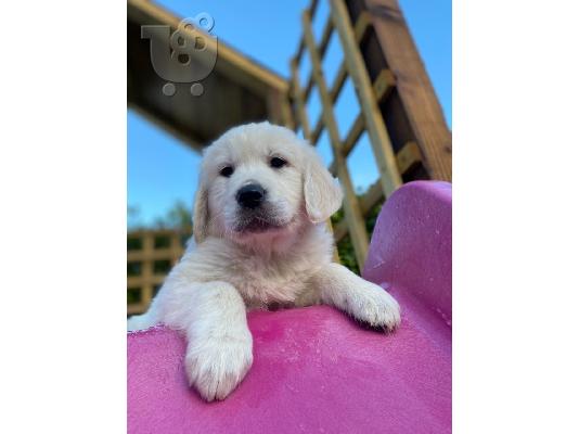 ύνται κουτάβια Golden Retriever