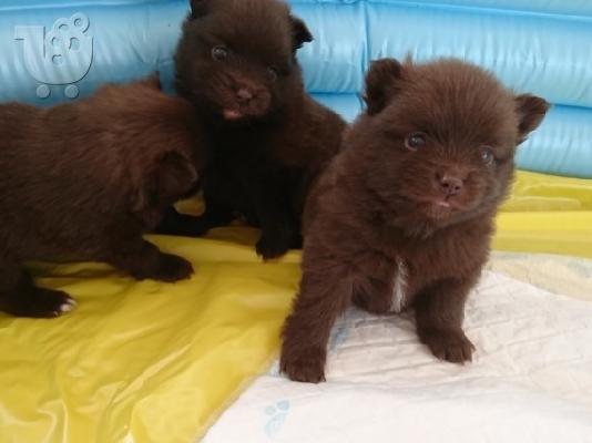 PoulaTo: Pomeranian Κουτάβια