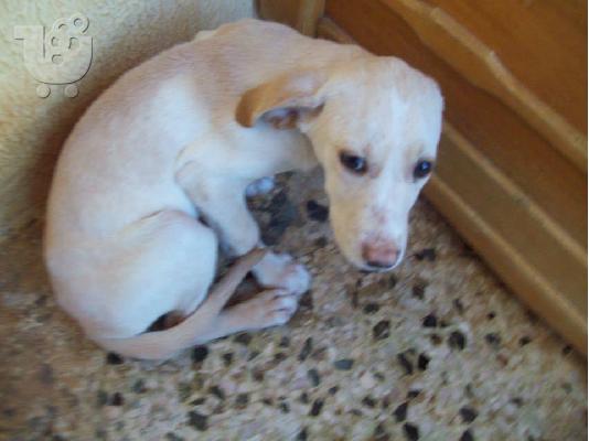 Λευκο κουταβακι χαριζεται