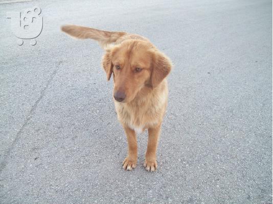 Σκυλιτσες χαριζονται