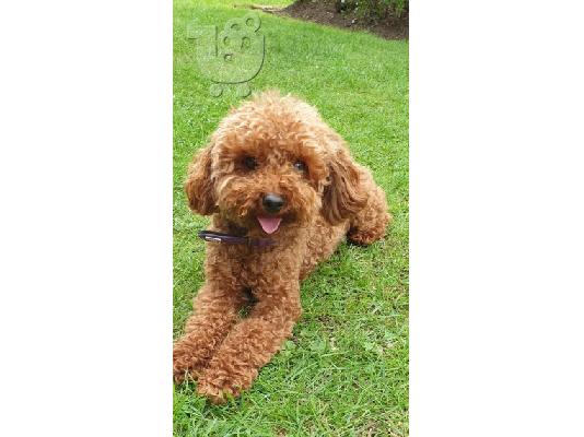 PoulaTo: Maltipoo προς πώληση