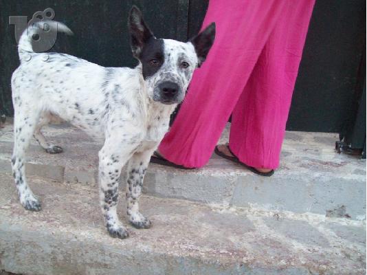 Μεγαλοσωμος κουταβος