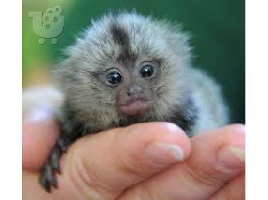 PoulaTo: Καπουτσίνο, μαρμόνετ, σκίουρος και αράχνη πιθήκους προς πώληση