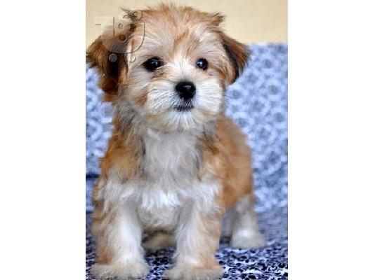 PoulaTo: Ζητείται  μικρόσωμο  κουτάβι