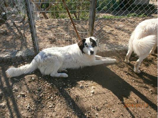 PoulaTo: Κουταβοι ημιαιμοι τσοπανοι χαριζονται