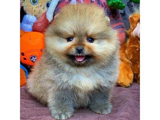 PoulaTo: POMERANIAN