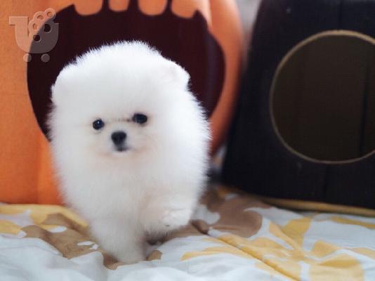 Όμορφα Pomeranian κουτάβια