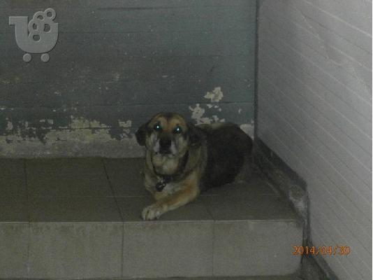 Ηλικιωμενος σκυλακος για φιλοξενια