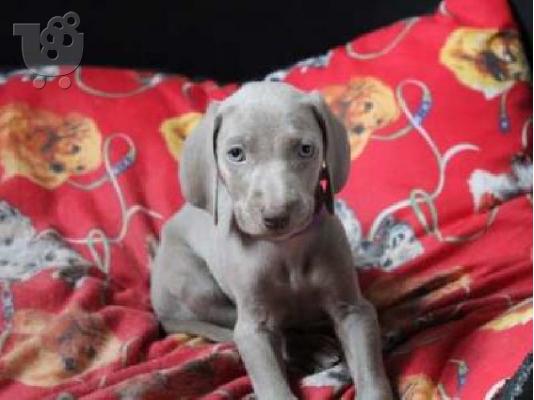 PoulaTo: κουτάβια Weimaraner