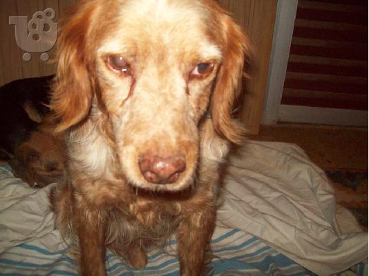 Ο Ryan 6.5 ετων