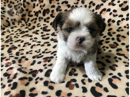 PoulaTo: Shorkie