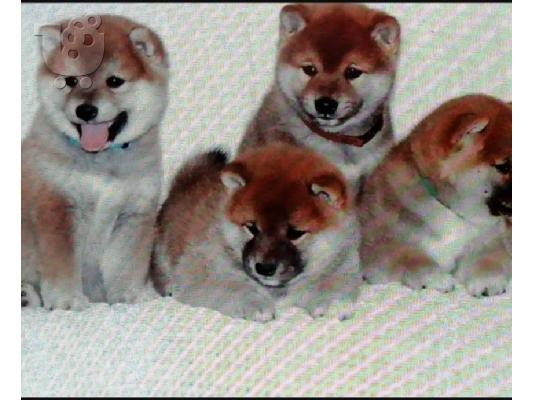 PoulaTo: Shiba Inu κουτάβια