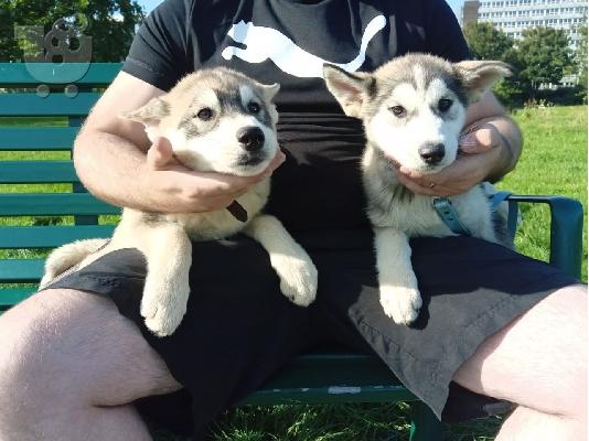 PoulaTo: Το Siberian huskies cross collie ηλικίας 8 εβδομάδων είχε την