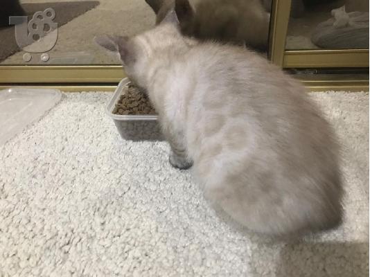 ***Snow Lynx Bengal One Boy, Two Girls, Ready Now***