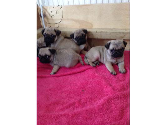 Από ένα σκουπίδια 5 pug υγείας kg reg, έχω 2 διαθέσιμα