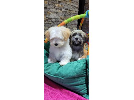 PoulaTo: Havanese Bichon