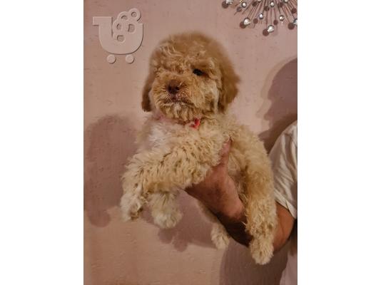 Labradoodle κουτάβια