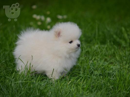 Pomeranian ΟΜΟΡΦΑ κουταβάκια
