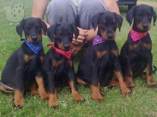 PoulaTo: Ντοπερμαν καθαροαιμα