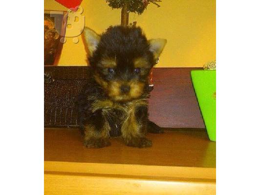Yorkshire Terrier καθαροαιμα κουταβια ΘΕΣΣΑΛΟΝΙΚΗ 2311 288 660...