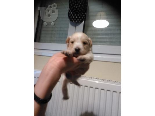 PoulaTo: Κανις με τεριε