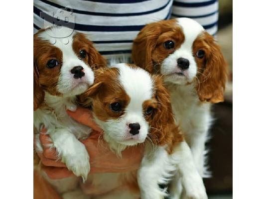 PoulaTo: Πωλούνται κουτάβια Cavalier King Charles Spaniel