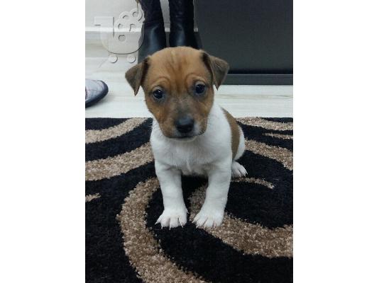 Jack russell