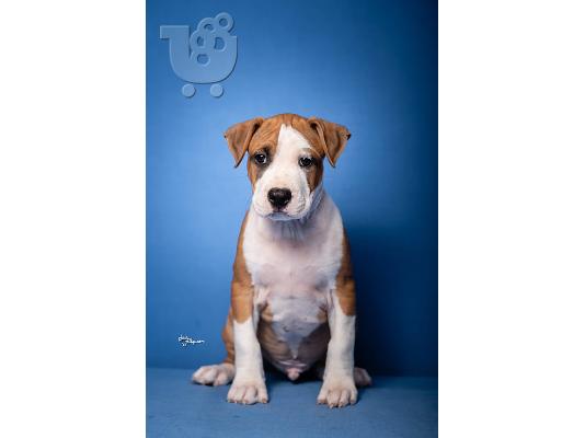 American Staffordshire Terrier κουτάβια